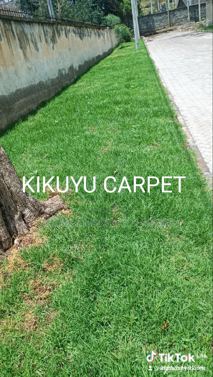 Natural Grass Carpet