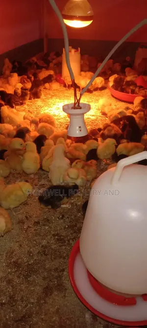 Kenbro F1 Chicks