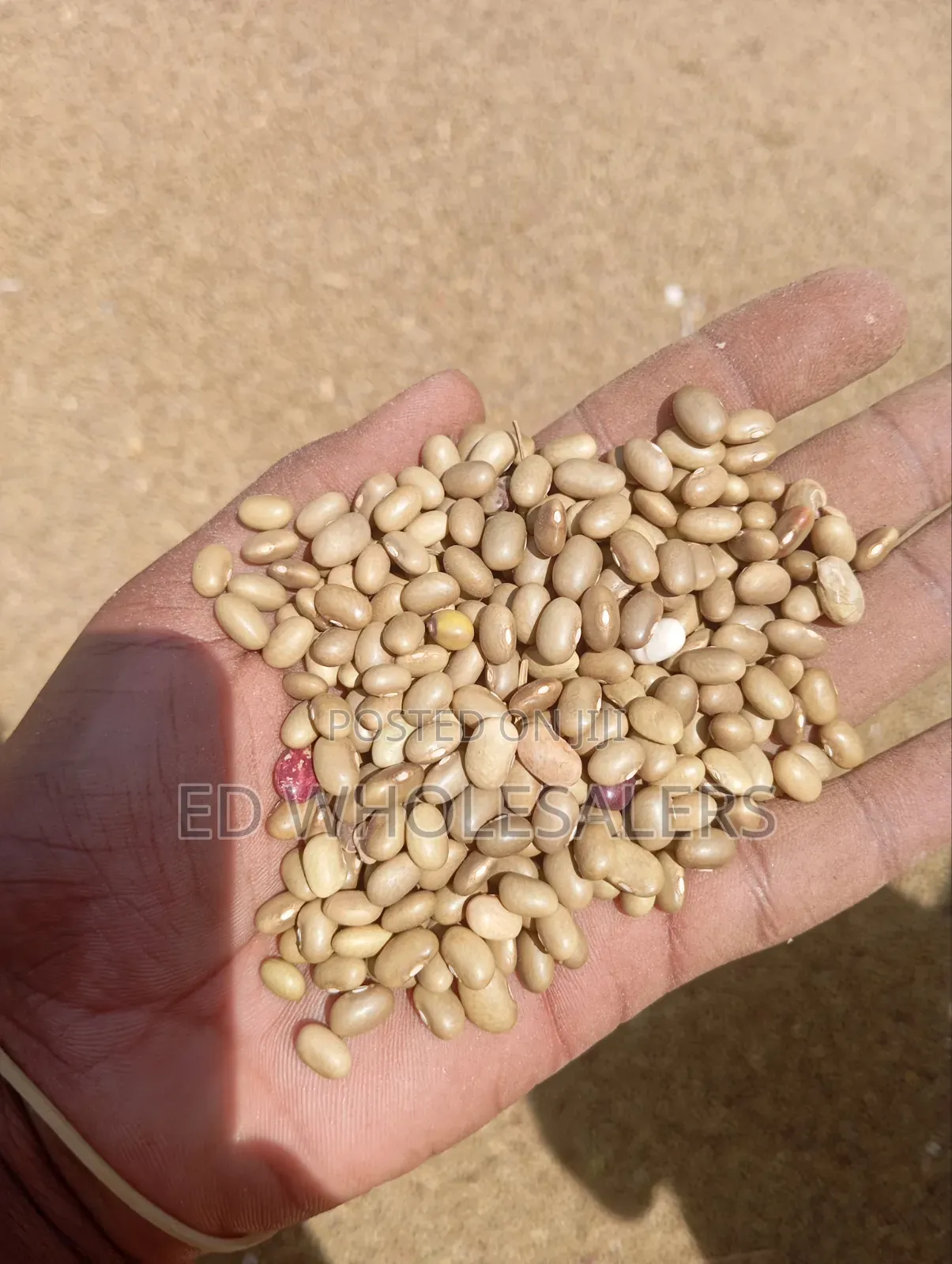 High Quality Khaki Beans / Piriton Beans on Sale