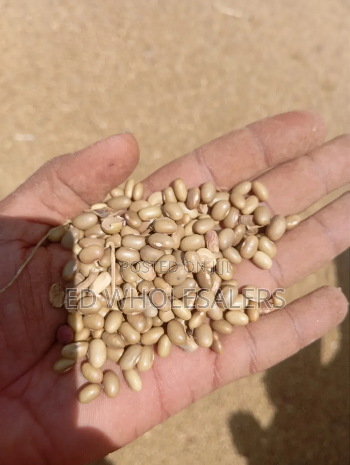 High Quality Khaki Beans / Piriton Beans on Sale