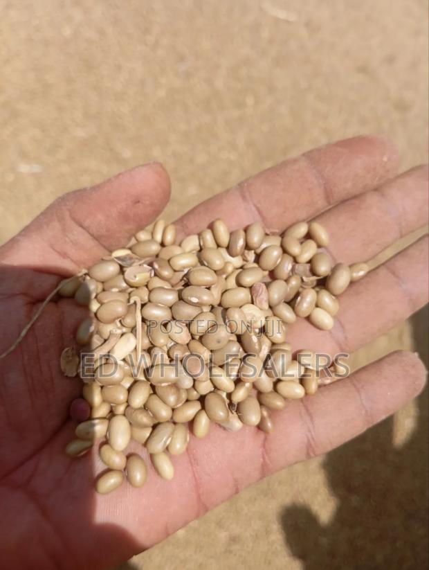 High Quality Khaki Beans / Piriton Beans on Sale - thumbnail 2