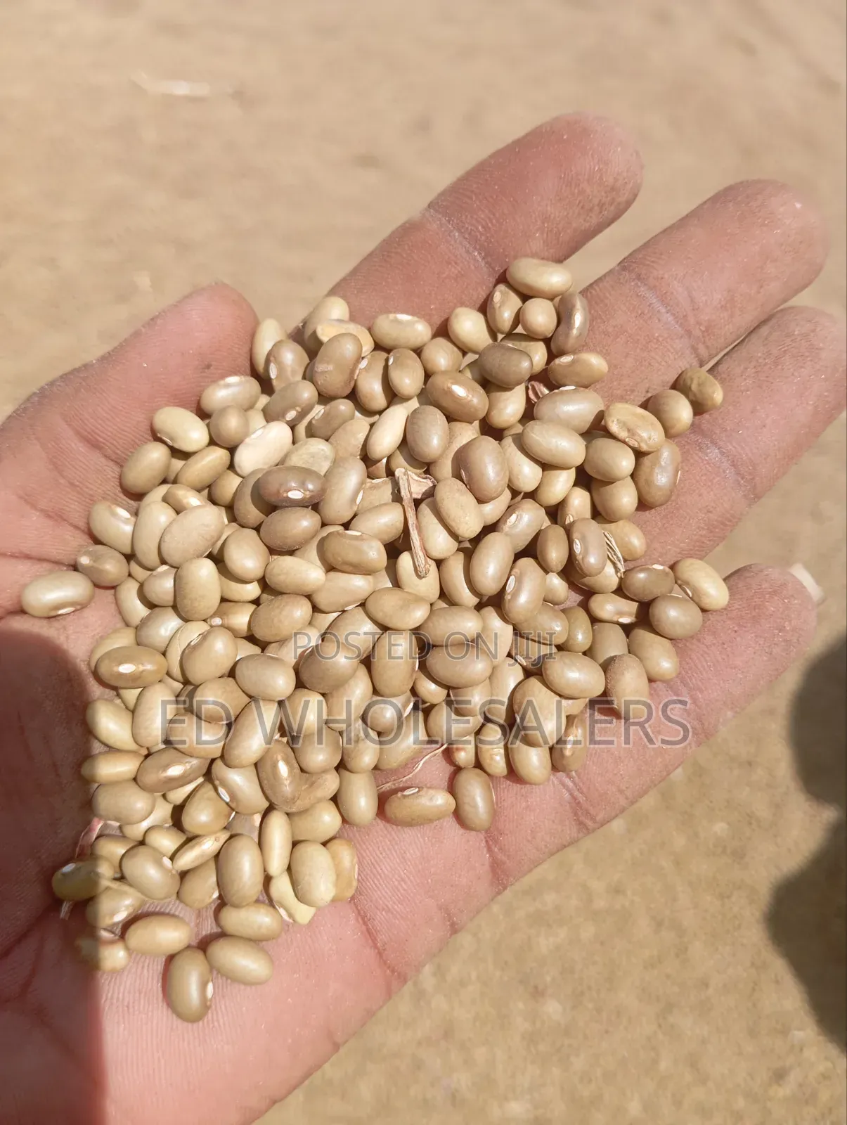 High Quality Khaki Beans / Piriton Beans on Sale