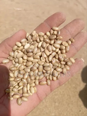 High Quality Khaki Beans / Piriton Beans on Sale