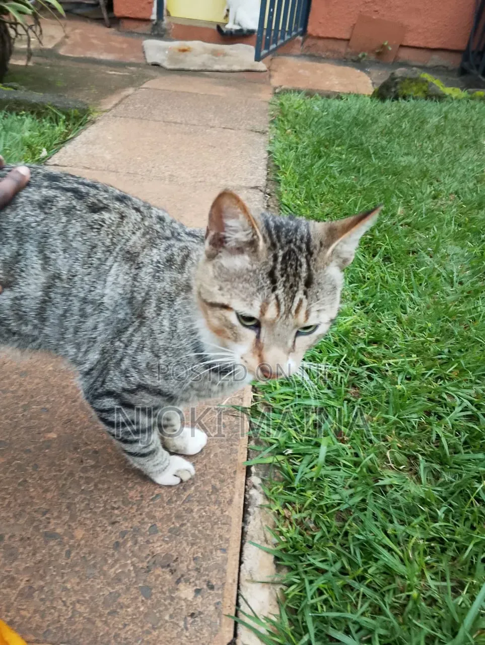 1+ year Male Mixed Breed Tabby