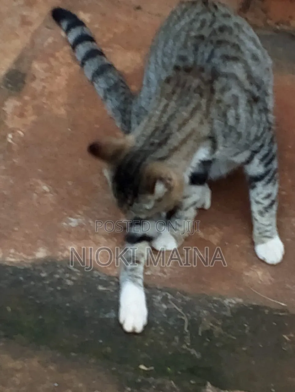 1+ year Male Mixed Breed Tabby