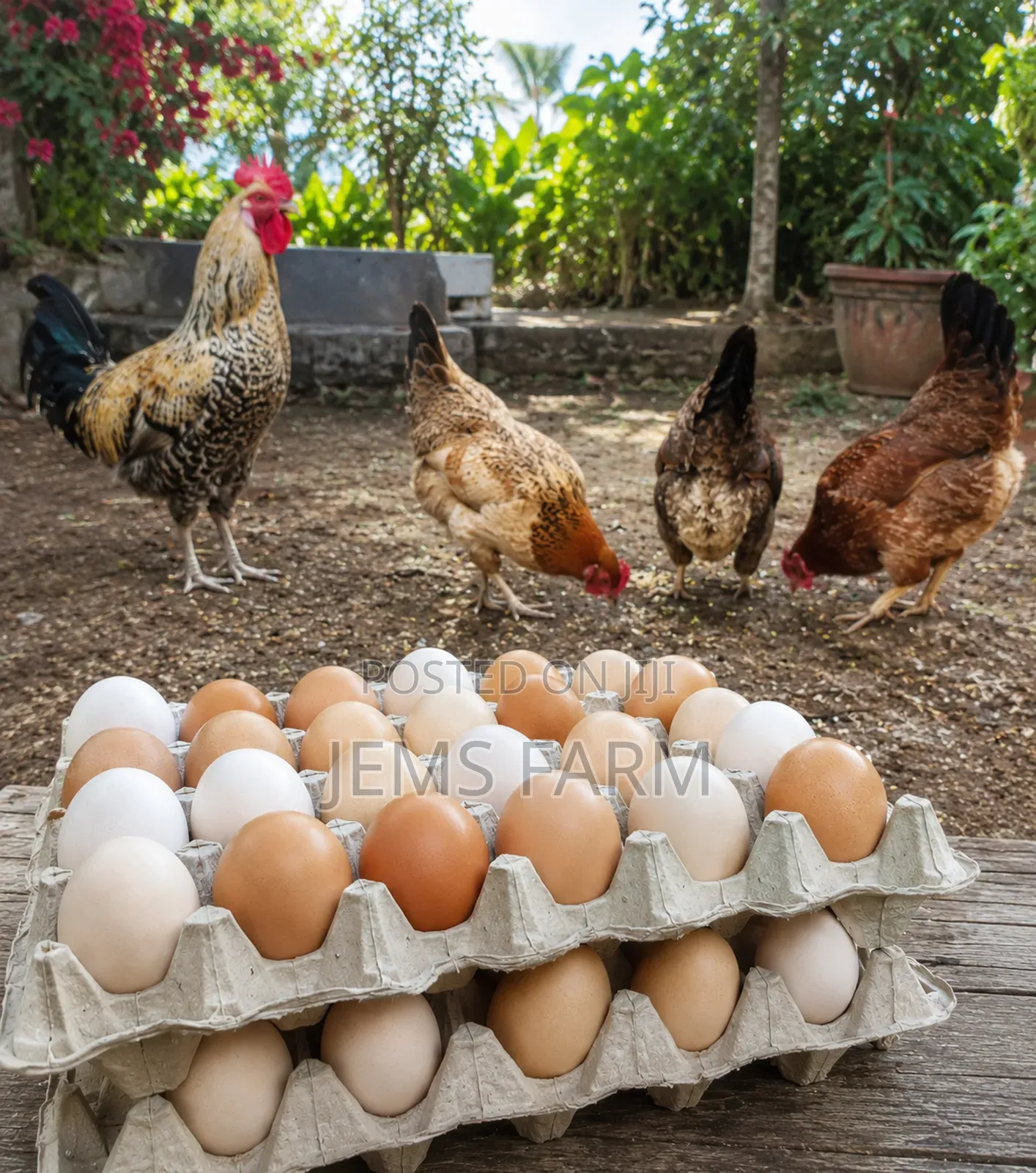 Fertilised Improved Kienyeji X Orpington/Australops Egg