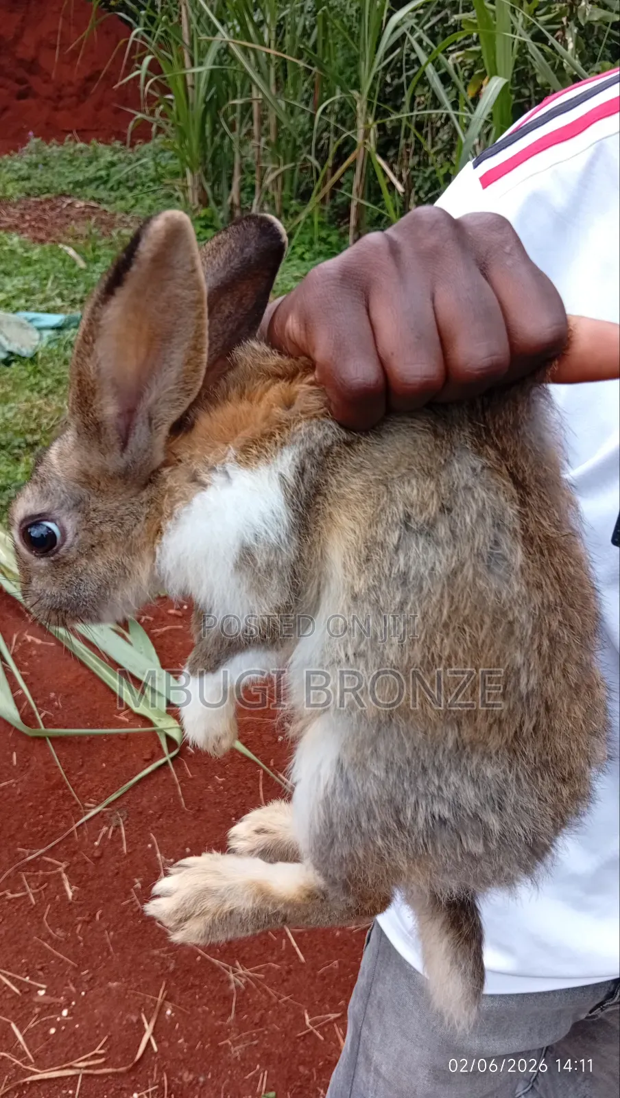Rabbits High Breads