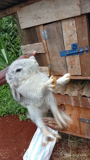 Rabbits High Breads