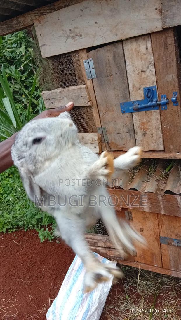 Rabbits High Breads - thumbnail 3