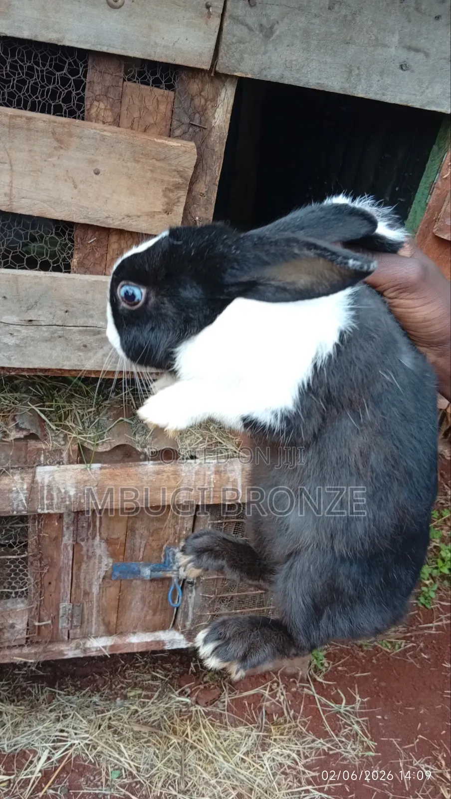 Rabbits High Breads