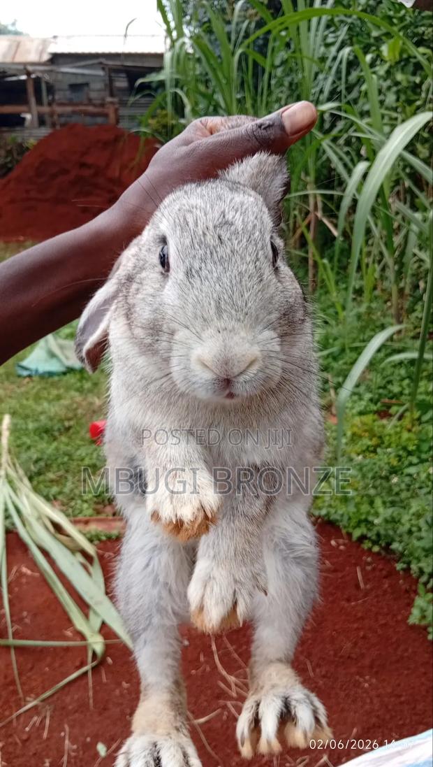 Rabbits High Breads - thumbnail 10