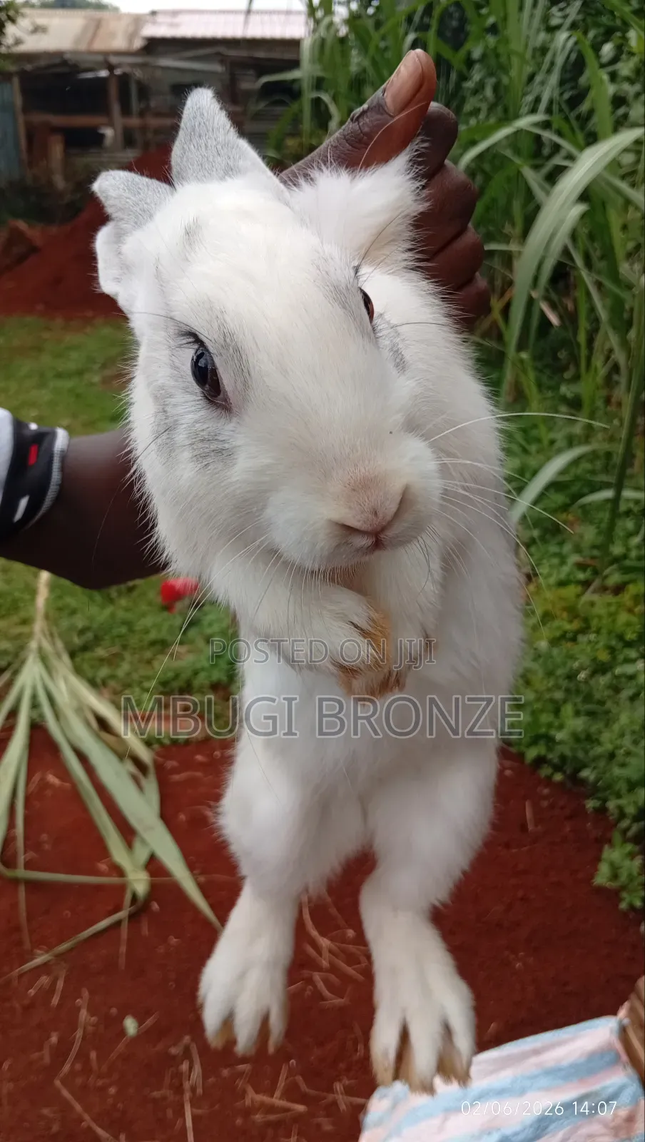 Rabbits High Breads