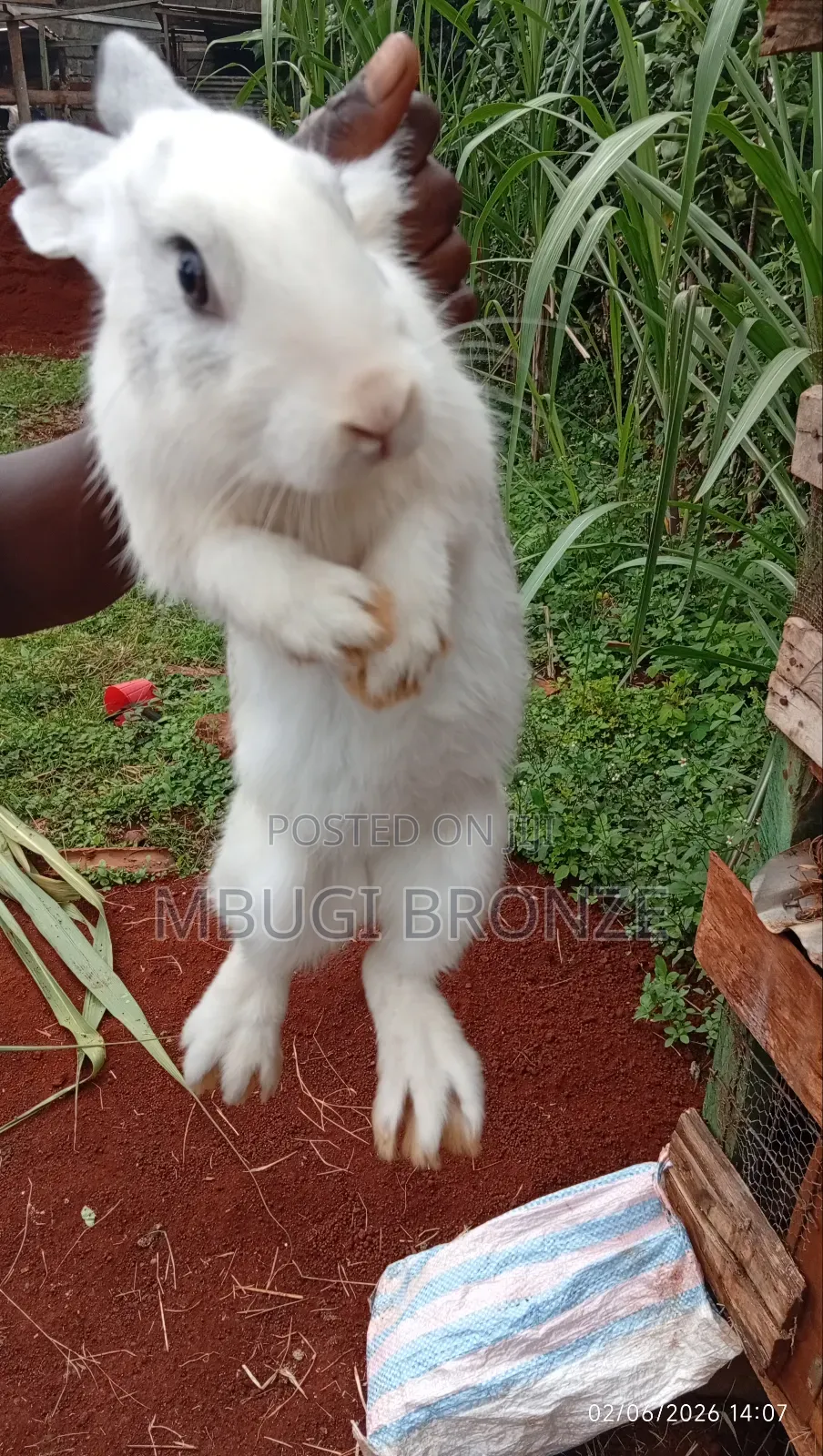 Rabbits High Breads