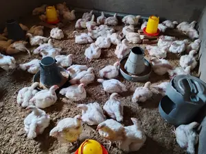 Broiler Chicken