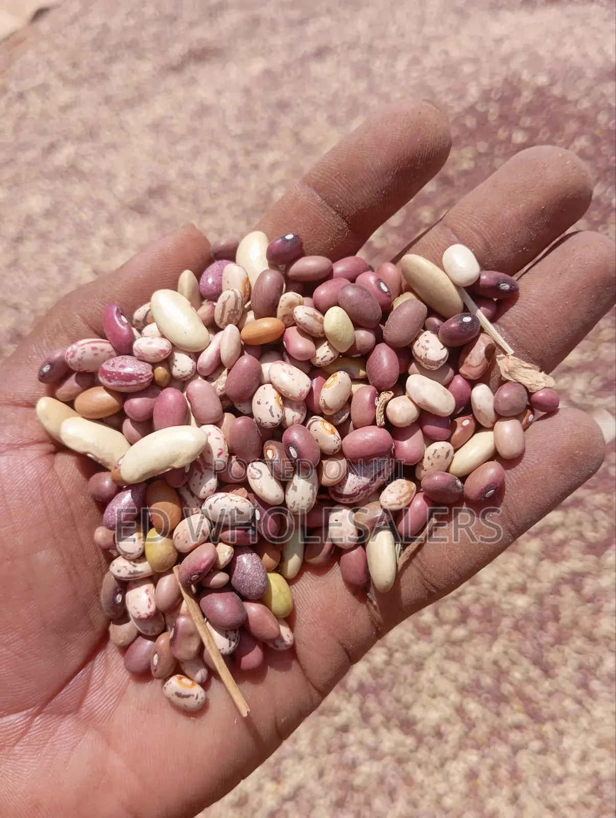 Top Quality Mixed Beans