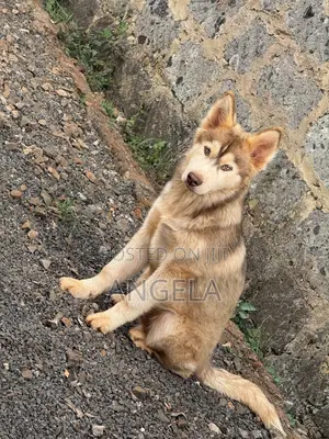 6-12 months Male Purebred Siberian Husky