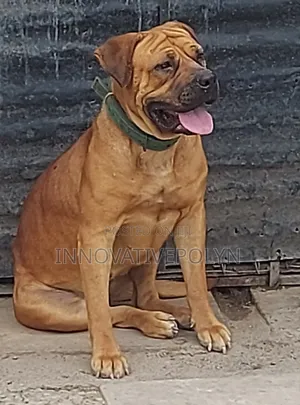 1+ year Female Purebred Boerboel