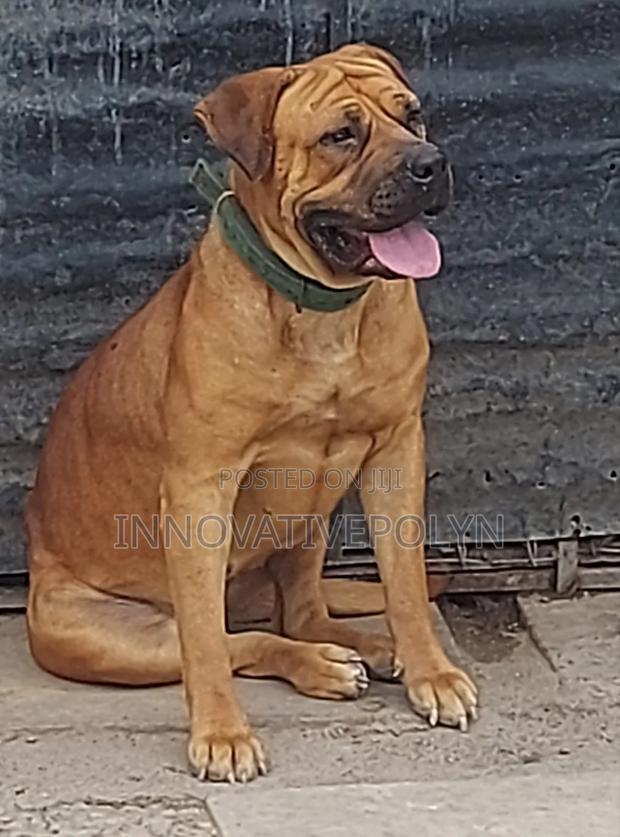 1+ year Female Purebred Boerboel