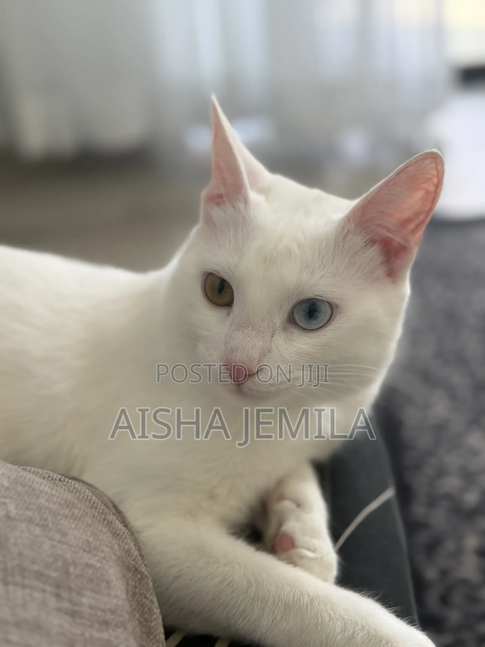 1+ year Female Purebred Turkish Angora