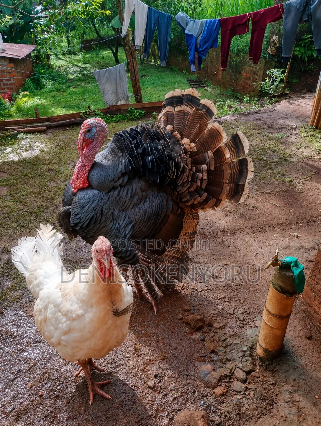 Farm Animals