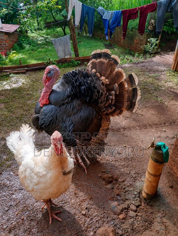 Farm Animals