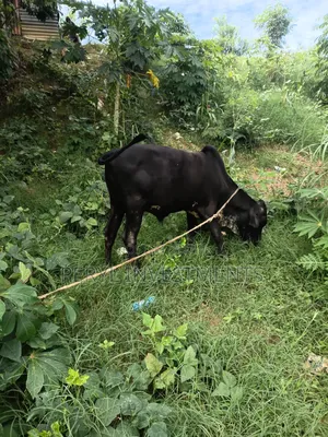 One Male Cow