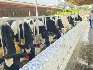 Paulitodairyfarm
