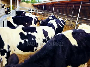 Paulitodairyfarm