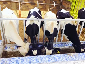 Paulitodairyfarm