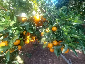 Sweet Pixie Citrus Fruits Fresh From the Farm