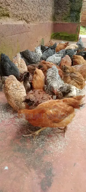 Improved Kinyeji Chicks 1month-3 Weeks Old