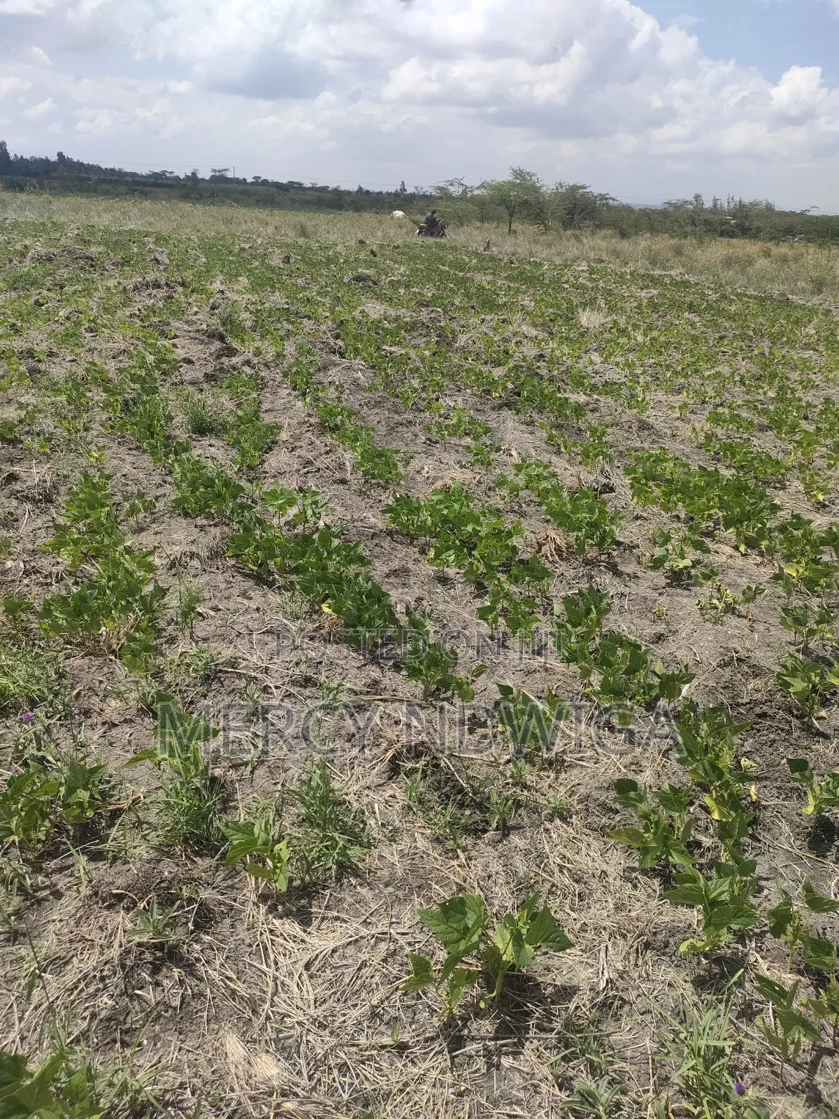 Plots for Sale