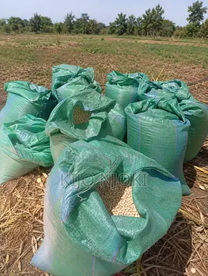 Dry Maize for Sale – KSH 4,500 Per 90kg