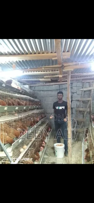 Chicken Cages