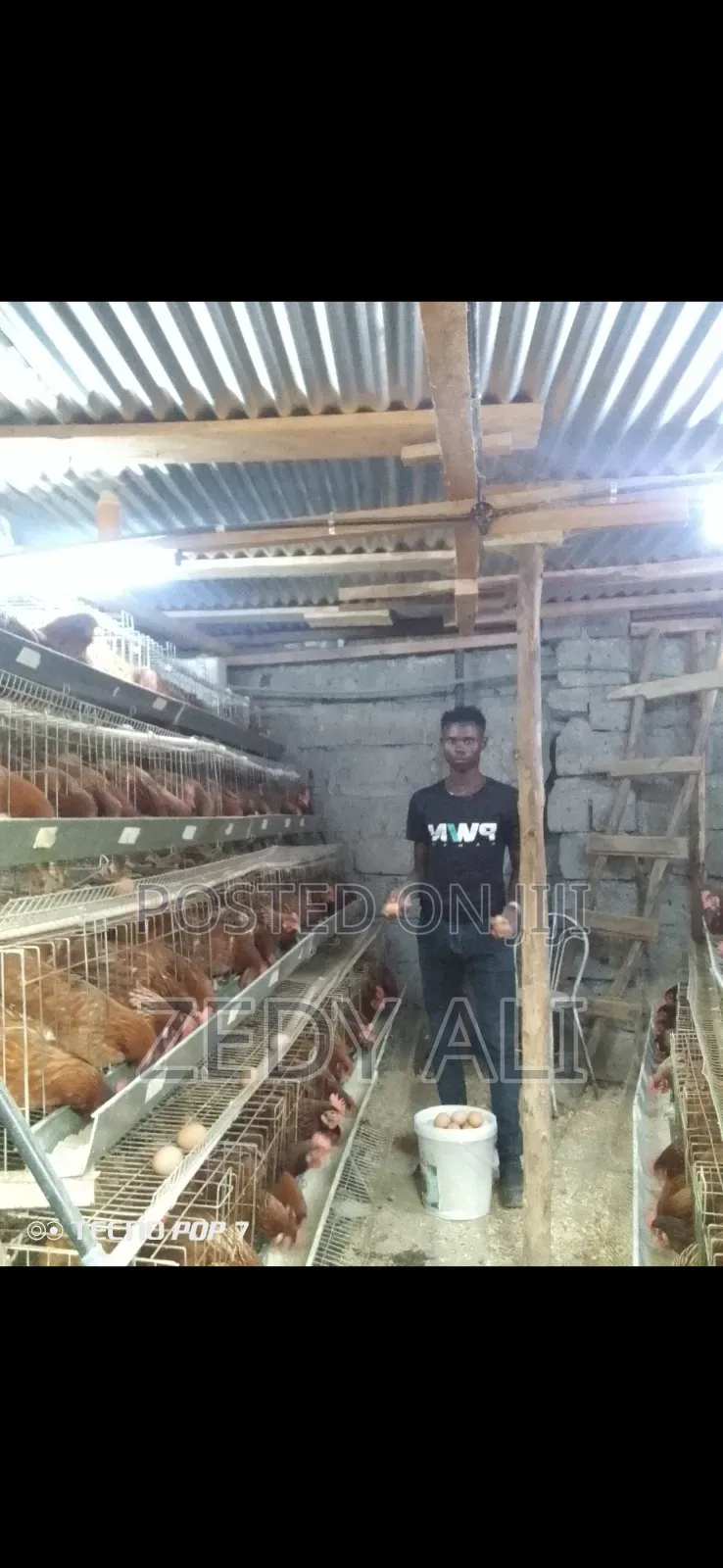 Chicken Cages