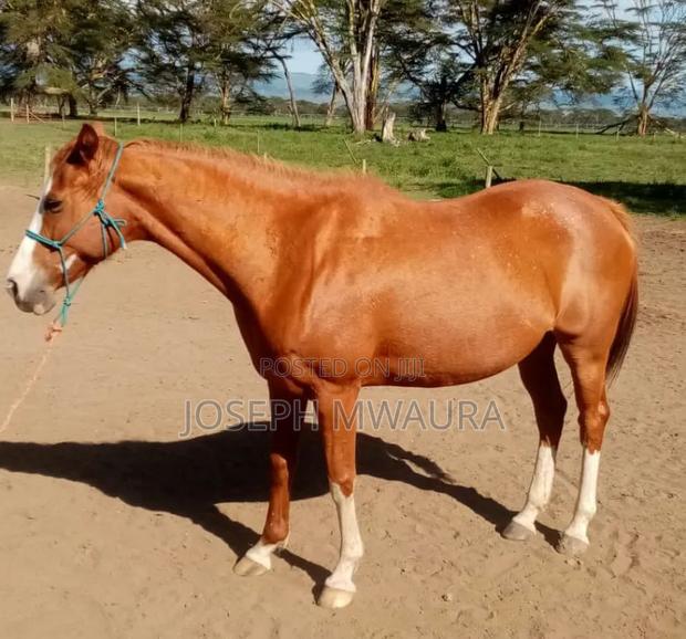 Horse for Sale