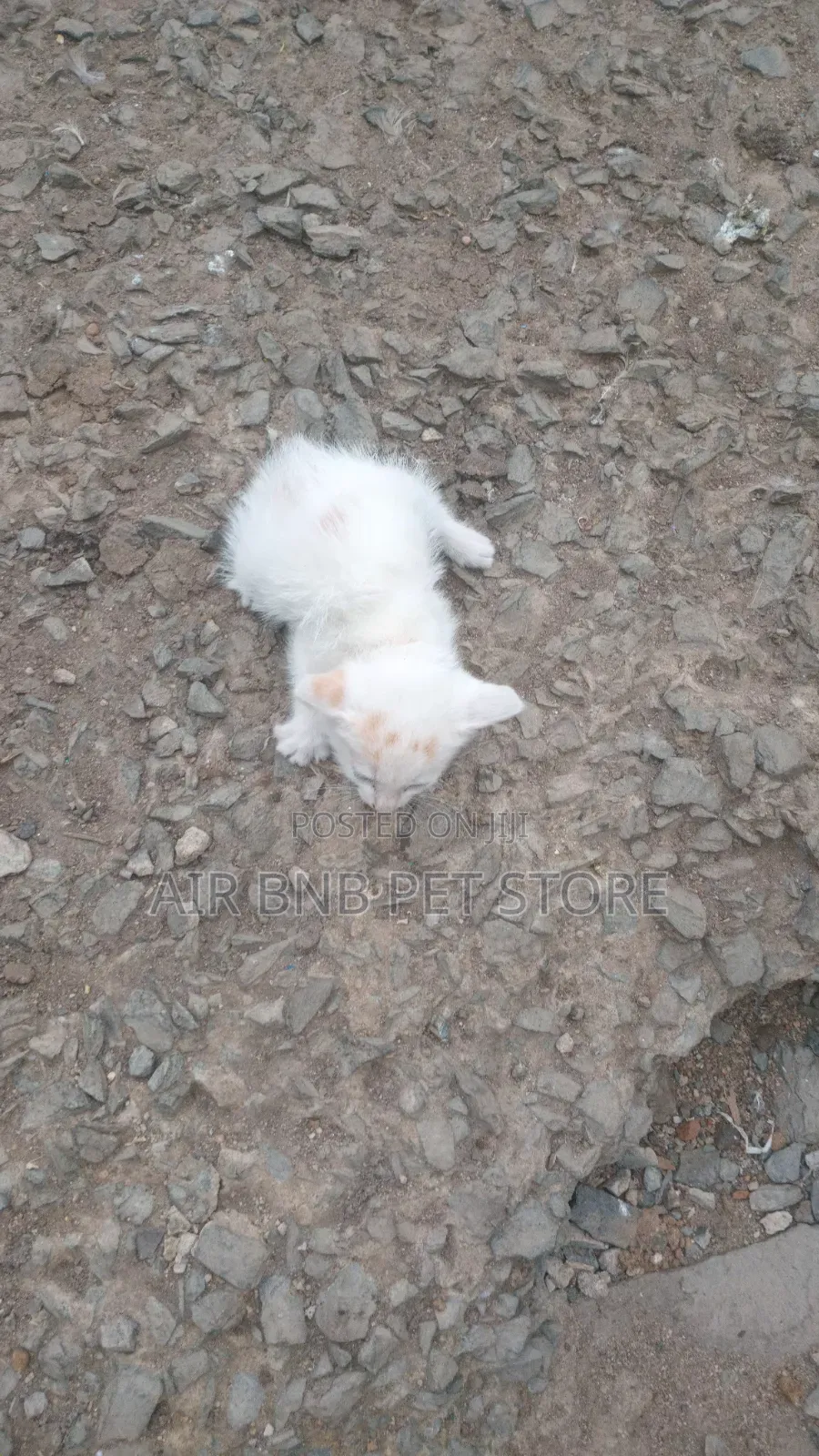 1-3 months Female Mixed Breed American Shorthair