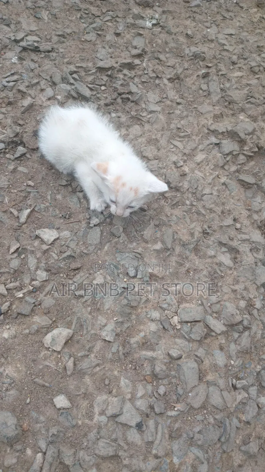 1-3 months Female Mixed Breed American Shorthair