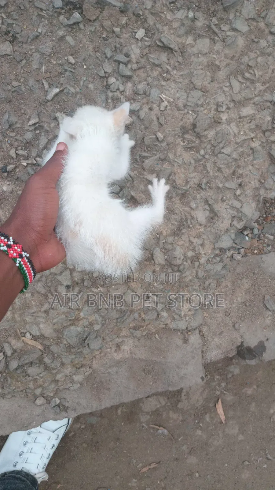 1-3 months Female Mixed Breed American Shorthair