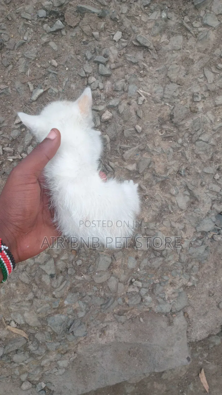 1-3 months Female Mixed Breed American Shorthair