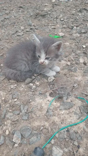 1-3 months Female Purebred American Curl