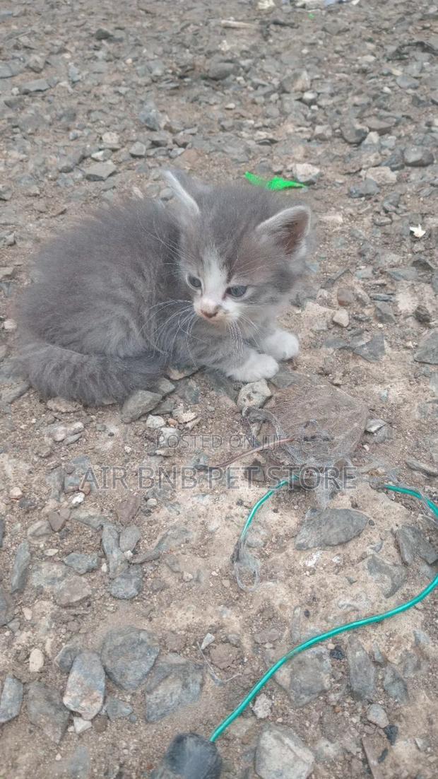 1-3 months Female Purebred American Curl