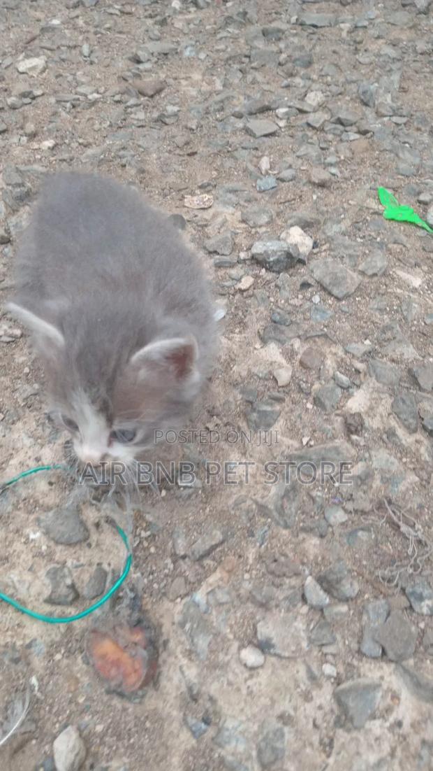1-3 months Female Purebred American Curl - thumbnail 2