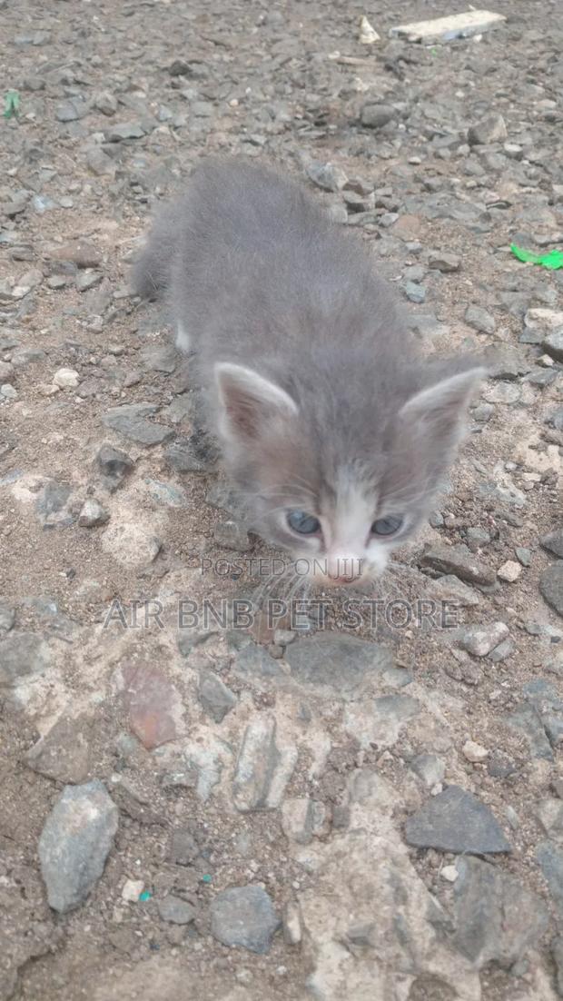 1-3 months Female Purebred American Curl - thumbnail 4