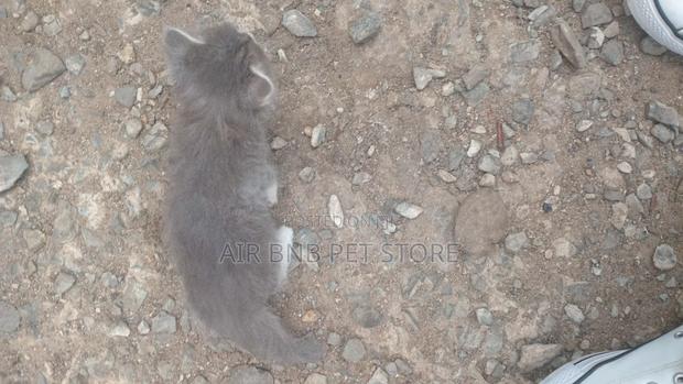 1-3 months Female Purebred American Curl - thumbnail 6