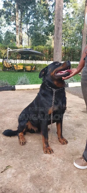 6-12 months Male Purebred Rottweiler