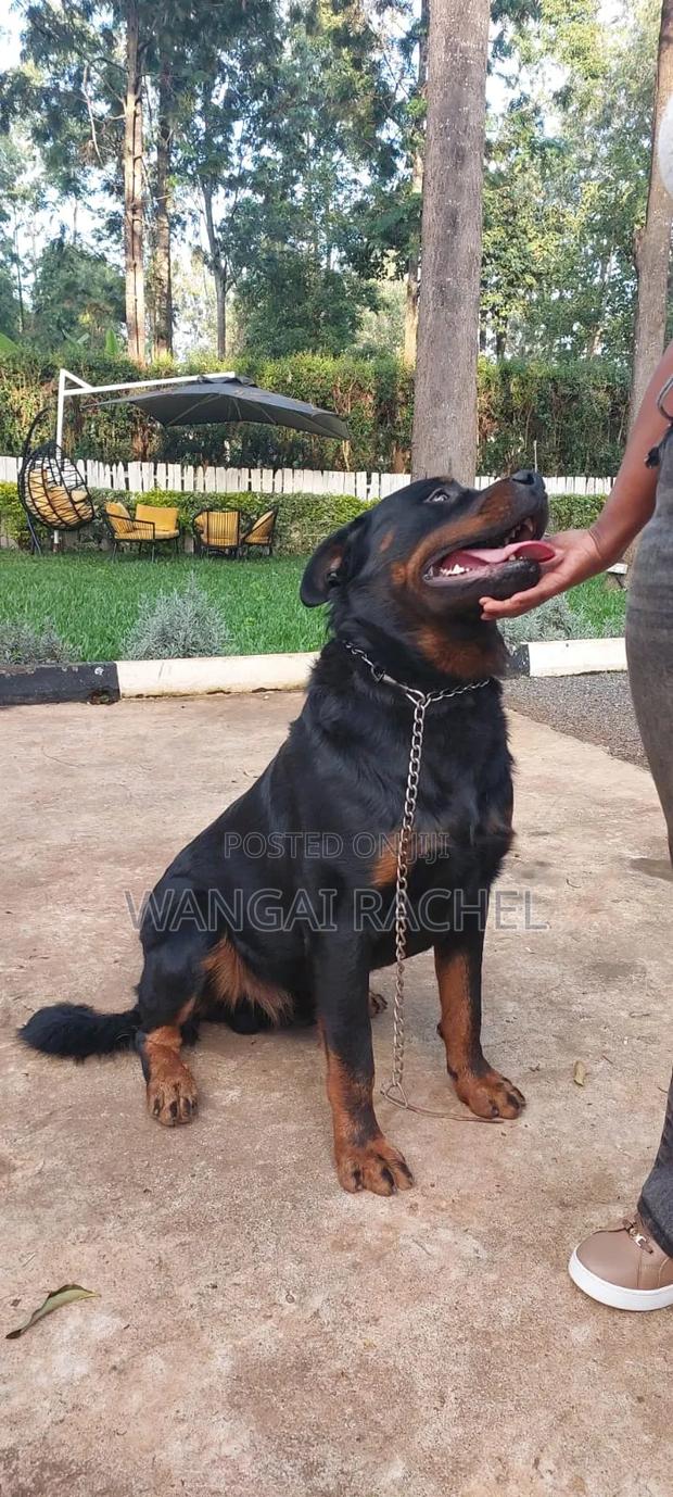 6-12 months Male Purebred Rottweiler