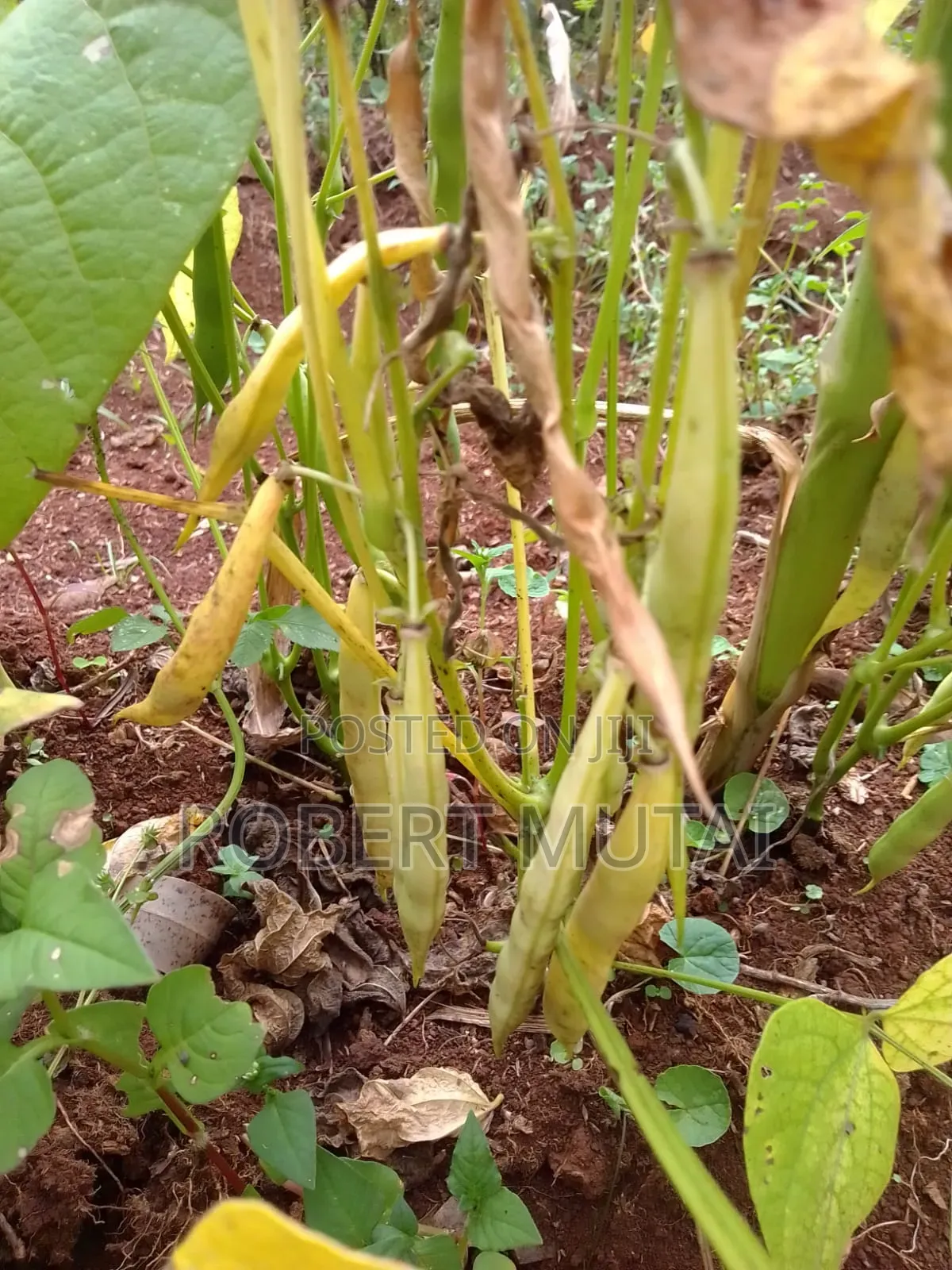 Maize for Sillage