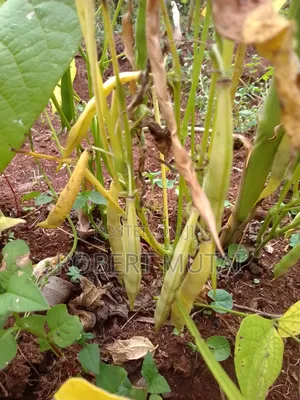 Maize for Sillage