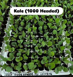 Vegetable Seedlings For Sale In Ngenda And Ruiru